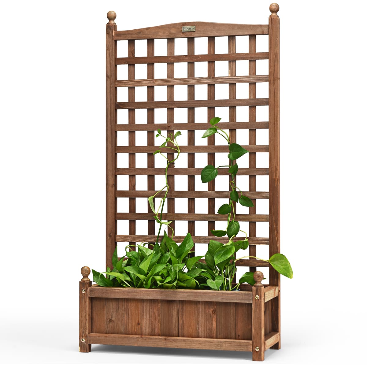 Guide d'achat des meilleures plantes grimpantes