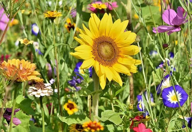 Guide d'Achat: Meilleur Mobilier de Rangement de Jardin