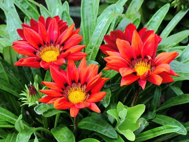 Les meilleures plantes d'extérieur résistantes pour votre jardin